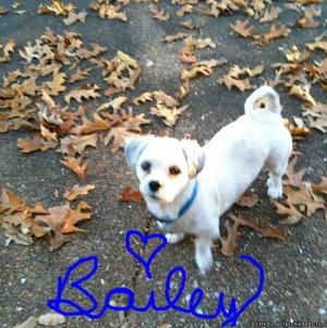Please Help Me Find My Beloved Bailey