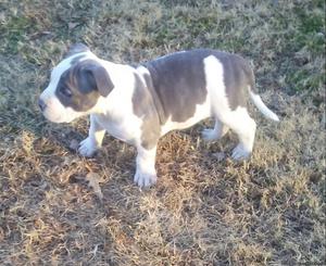 Pocket bully male pup abkc reg