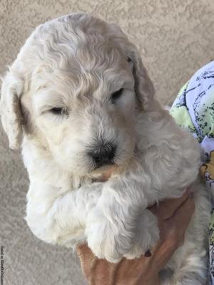 Standard Poodle puppies for sale
