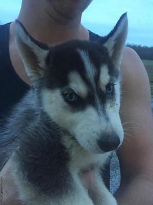 AKC Siberian Huskies