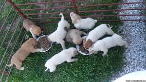 Great Pyredane puppies