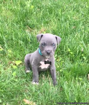 Beautiful Blue Nose Pitbull Puppies