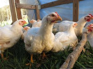 Organic, Pastured Whole Chickens