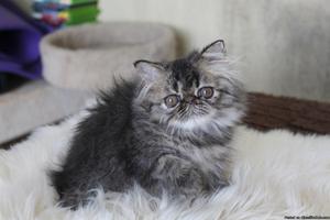 Persian kittens availale