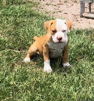 American Bulldog/Boxer Puppies For sale