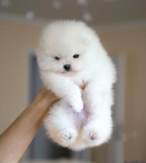 Beautiful Home Trained Pomeranian Puppies