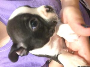 Boston Terrior Puppies