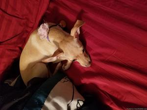 Seeking wonderful home for Chihuahua