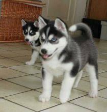 2 Female Siberian Husky puppies for adoption
