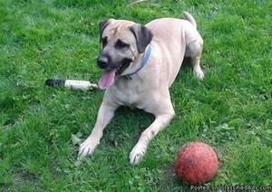 3 year old Mastiff/lab mix Male 3 Year Old Australian