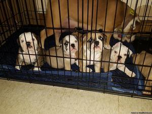 Bull dogs english