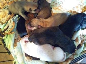 Mix breed puppies free to good home.already wormed.