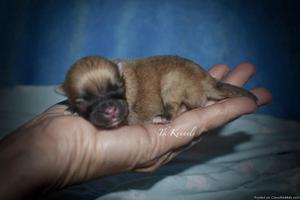 Tiny Toy Orange Sable Pomeranian (Todd)