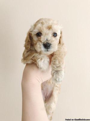 2 Female pure breed toy poodle for sale
