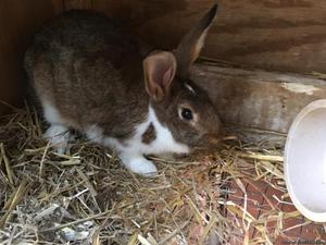 American/Dutch doe rabbit for sale