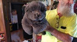 CHOW CHOW PUPPY/S FOR SALE CKC REG.