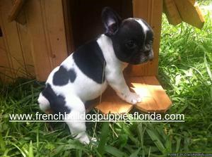 French Bulldog Puppies For sale $