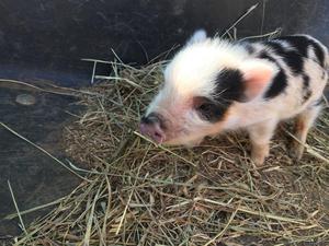 Minature Juliana female piglet for sale