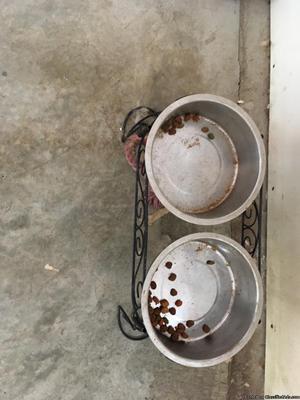 Stainless steel bowls for dog