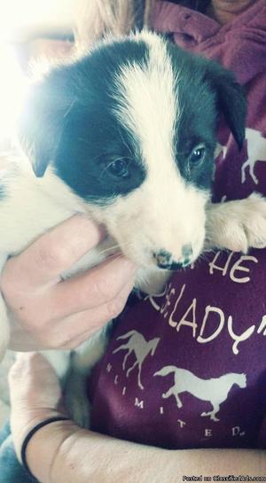 10 wk old Border Collies