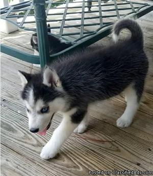 11 Weeks old Siberian Husky puppy