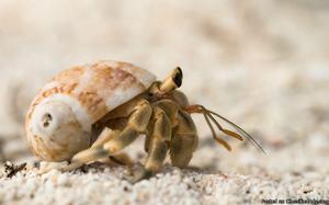 2 Hermit Crabs