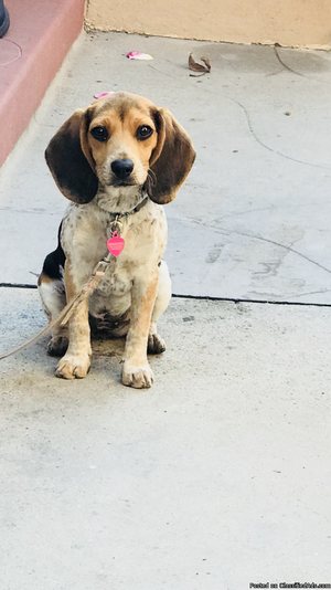 5 month Beagle