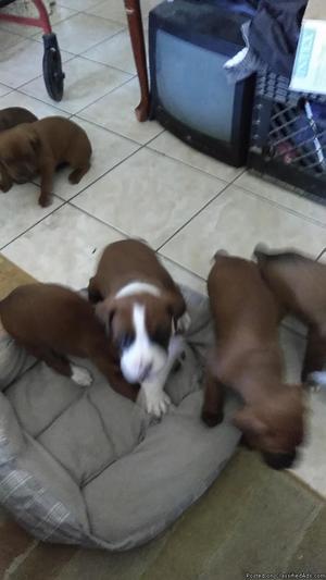 9 boxer puppies for sale.