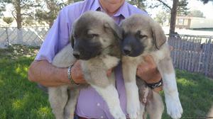 Anatolian Shepherd Puppies