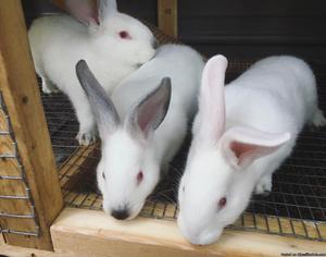 Baby bunnies needing homes