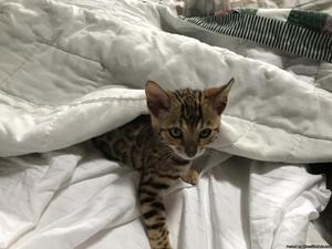 Bengal pedigree Kittens for sale