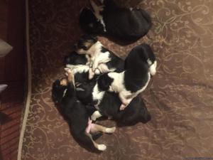 Boarder Collie pups