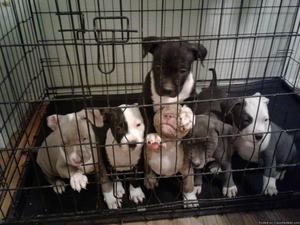 Bully pit bull puppies