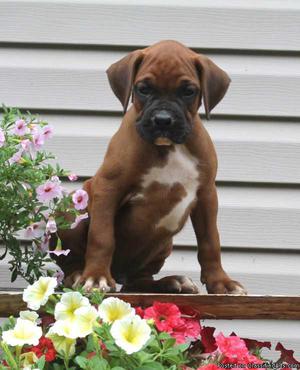 Christmas-ready Boxer Puppies!