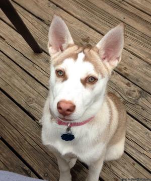 Female Siberian Husky