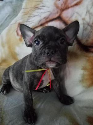 French Bulldog Puppies