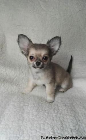 Lc Chihuahua Puppies Ready Now. Kc Reg.
