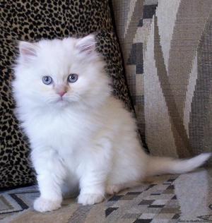 Male Himalayan Kitten $250