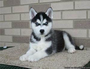 Male and female Siberian Husky puppy
