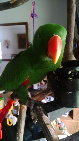 Redsided Eclectus