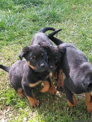 Rottweiler puppies for Sale
