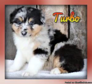 Turbo: Male Australian Shepherd