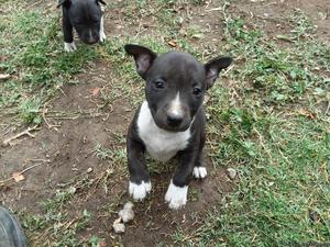 Bull Terrier/ Pit Bull Puppies