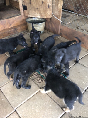 German Shepherd puppies