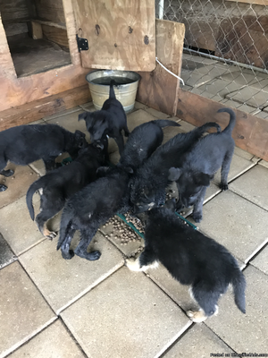 German Shepherd puppies for sale