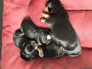 Rotty puppies