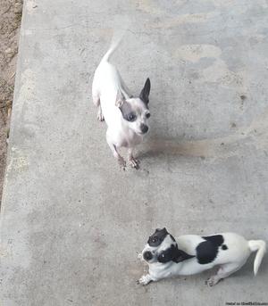 Two Free Chihuahuas