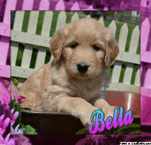 Bella: Female Goldendoodle