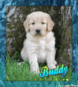 Buddy: Male Goldendoodle
