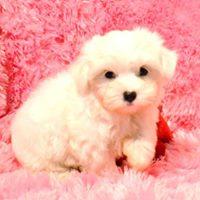 Outstanding Maltese Puppies Available